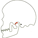 正常な下顎の位置